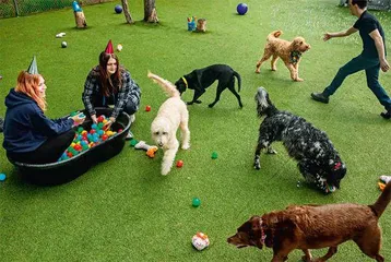住进奢华的狗狗度假村是何种体验?3