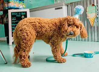住进奢华的狗狗度假村是何种体验?4