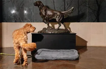 住进奢华的狗狗度假村是何种体验?6