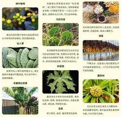 委内瑞拉:把盐生植物端上餐桌1