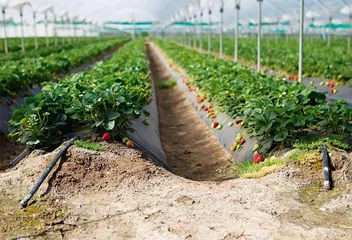 以色列:荒漠之国实现用水自由1