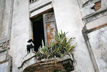人类消失后,狗会怎么样?2