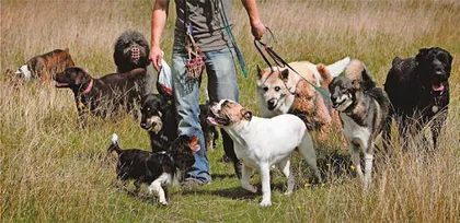 伦敦恶犬袭人:治狗须先治人4
