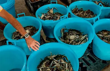 意大利戈罗:蛤蜊与蟹不可兼得2