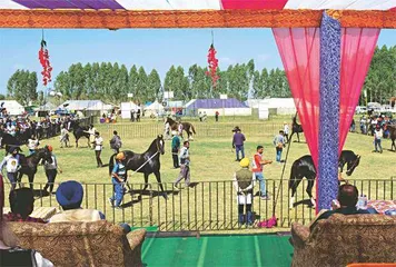 印度卷耳马:从战场伙伴到地位象征6