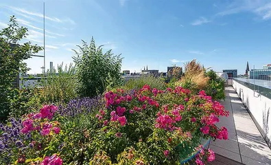 屋顶花园2