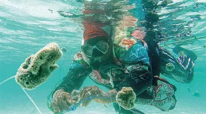 养殖海绵的桑给巴尔妇女1