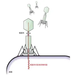 噬菌体疗法：多重耐药菌患者的新希望？6