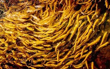 鱼真的是健康食品吗?1