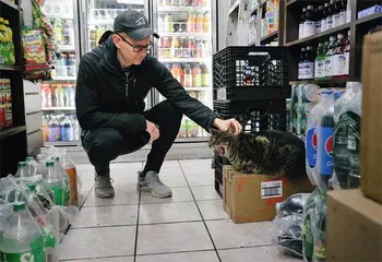 纽约流浪猫之患5