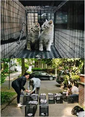 纽约流浪猫之患6