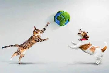 猫狗也要吃素了?1