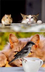 猫狗也要吃素了?3