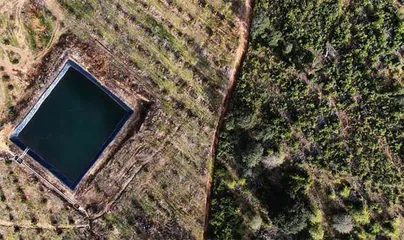 牛油果：墨西哥森林之敌