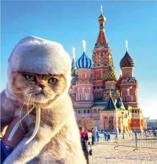 连俄罗斯的猫都被制裁了3