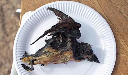 臭味美食:闻着臭,吃着香2
