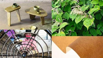 用外来入侵植物设计未来生活