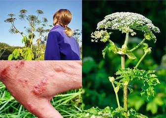 用外来入侵植物设计未来生活2