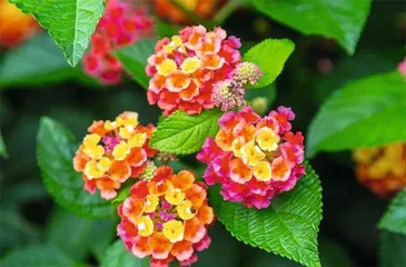 用外来入侵植物设计未来生活9