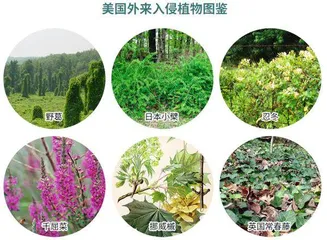 草木皆兵:桉树引发的物种大战2