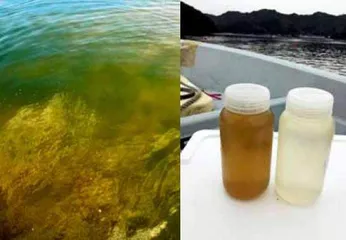 病毒助推生命进化2