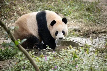 我国大熊猫“四海”“京京”抵达卡塔尔1