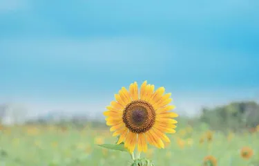 维生素D不足，该怎么补