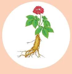 人参这样吃，效果更好