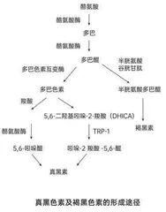 轻松美白　从底层逻辑入手