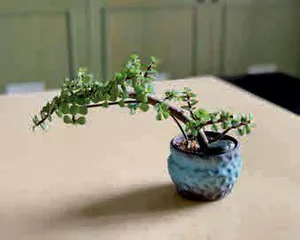 多肉三年成长记1
