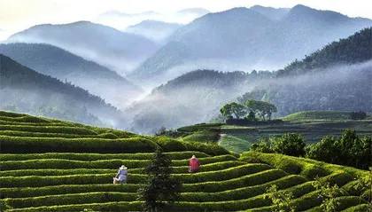 中国茶:嵊州产“前岗煇白”在乡村振兴中再立新功2