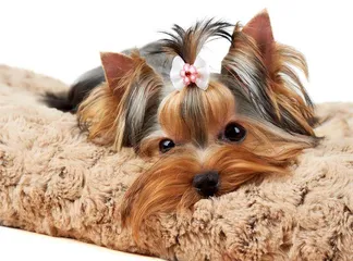 网红宠物会让人患狂犬病吗