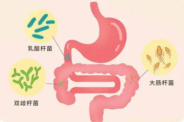 肠道菌群是如何让你变胖的2
