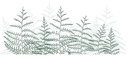 蕨 菜