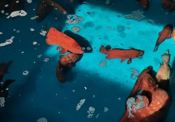 科创兴海！海南打造海洋新质生产力重要实践地3