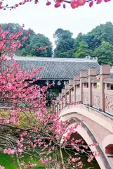 花重锦官城1