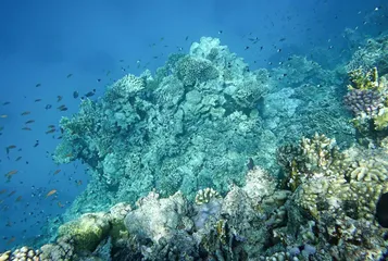 海底珊瑚 岸上黄晖2