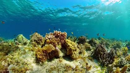 海底珊瑚 岸上黄晖3