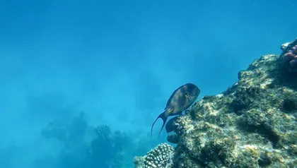 海底珊瑚 岸上黄晖4