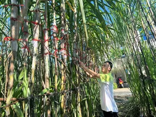 “甜蜜”的味道2