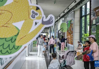 海南省积极推进海南长臂猿保护工作,吸引国际目光5
