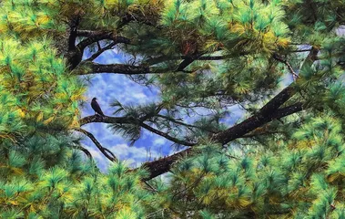 海南推进热带雨林国家公园建设 人与自然合奏 保护与发展交响3