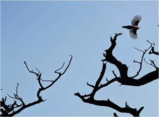 重新定义影像旗舰的可能性