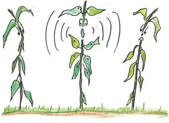 植物面对压力时会“喊叫”1