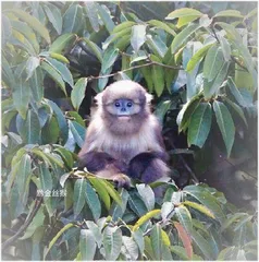梵净山的虫儿世界2
