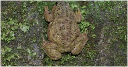 遇见四川狭口蛙5