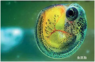 胚胎发育中的数学