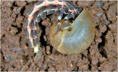 萤火虫幼虫吃蜗牛?1