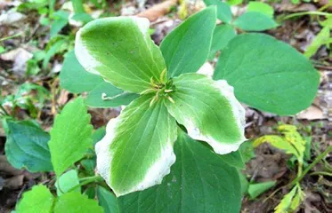 植原体:残害植物的黑手1