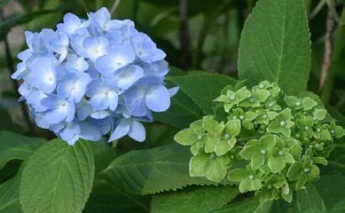 植原体:残害植物的黑手2